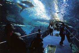 Aquarium Foto
